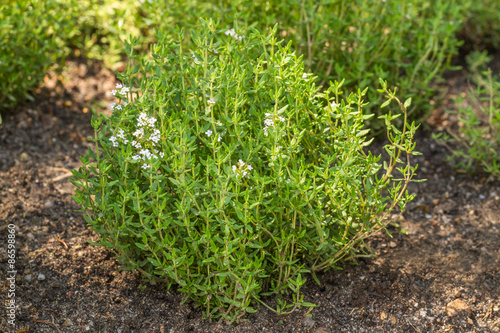 Blooming Common Thyme (Thymus vulgaris)