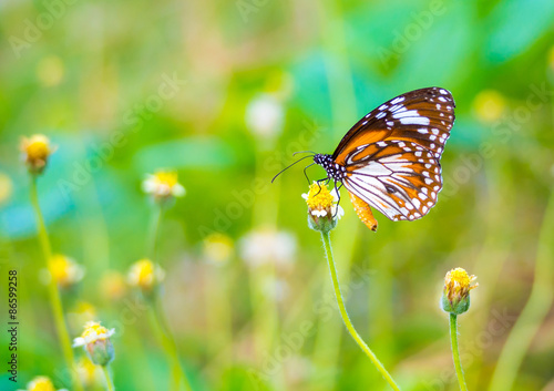 beautiful butterfly on a flower in nature