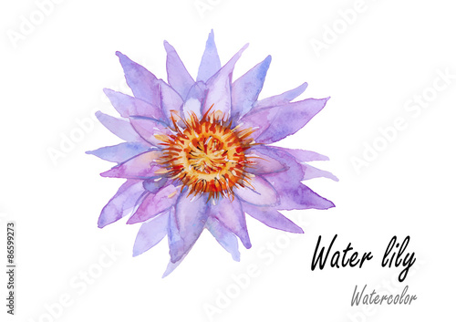 Waterlily purple.Hand drawn watercolor painting on white background .Vector illustration