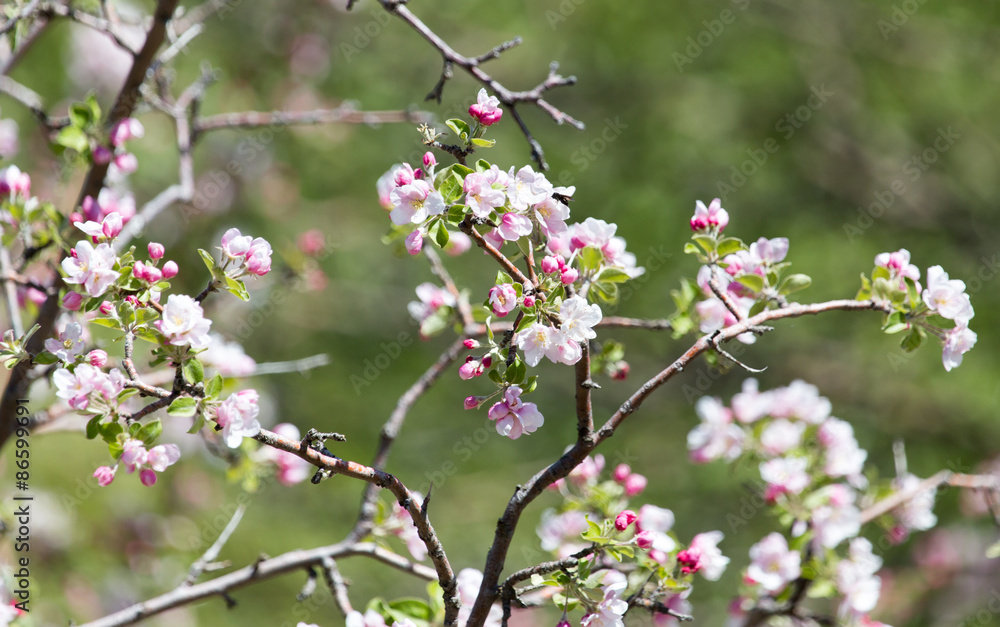 Beautiful flowers on the tree in nature Beautiful flowers on the tree in nature