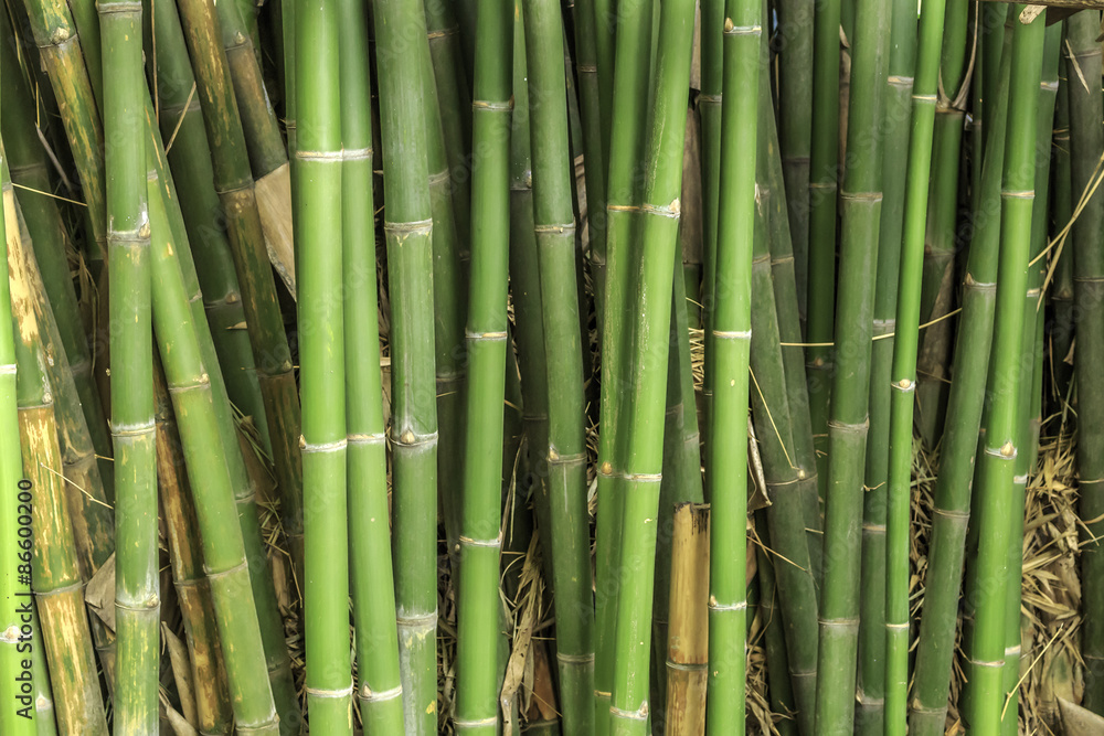 green bamboo fence background green bamboo fence background