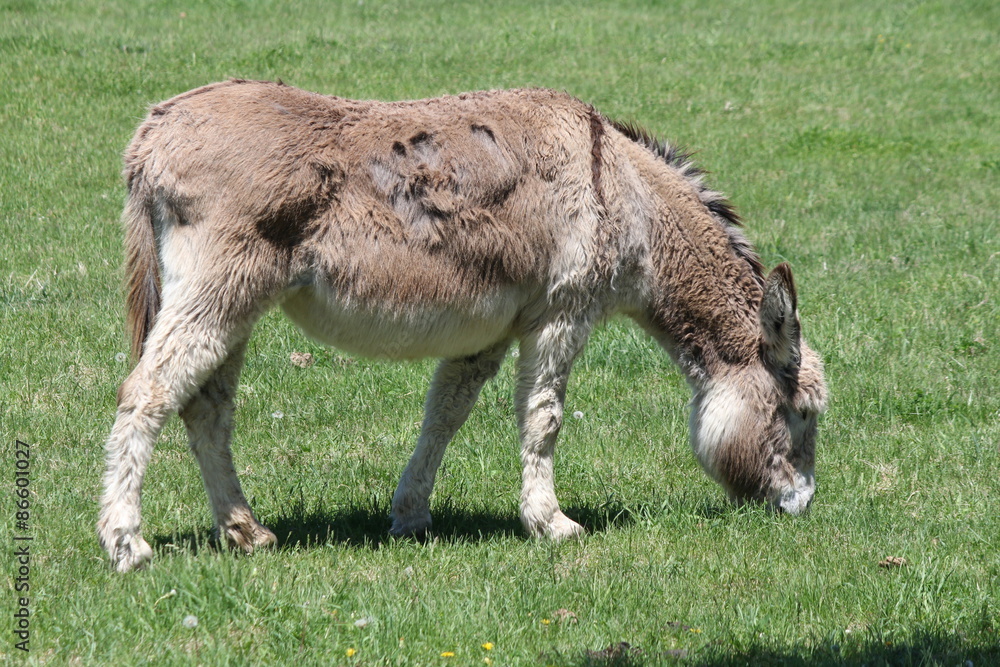 Gray Donkey with winter growth of hair in a field in early spring
Gray Donkey with winter growth of hair in a field in early spring