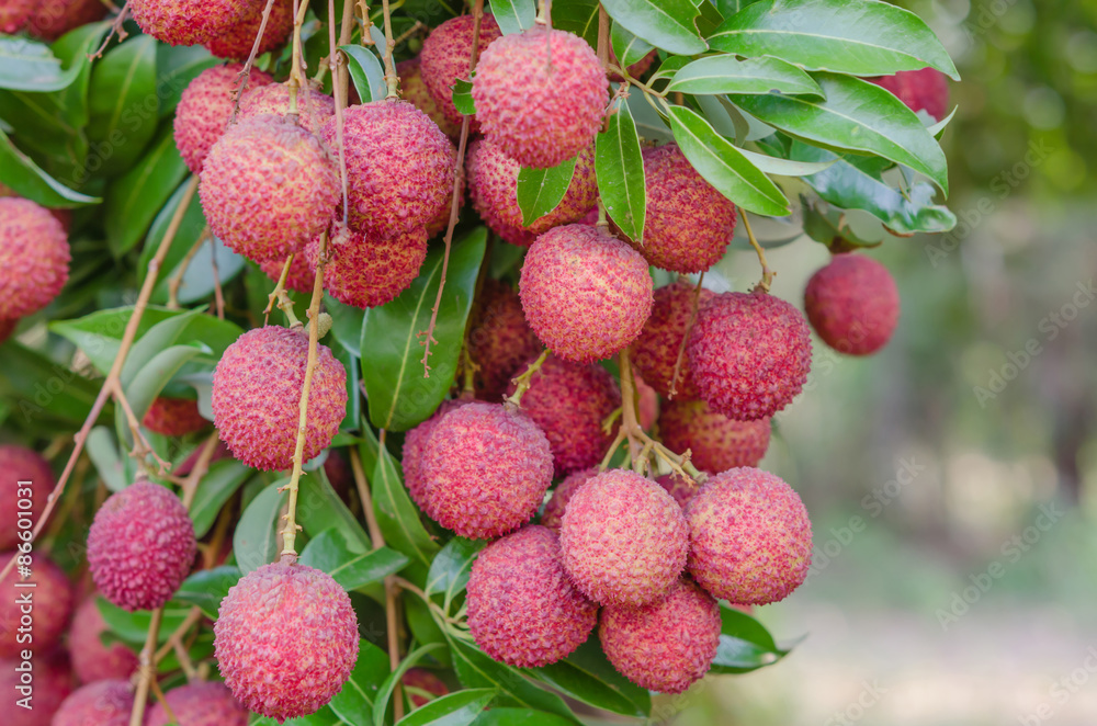 Lychee fruit Lychee fruit