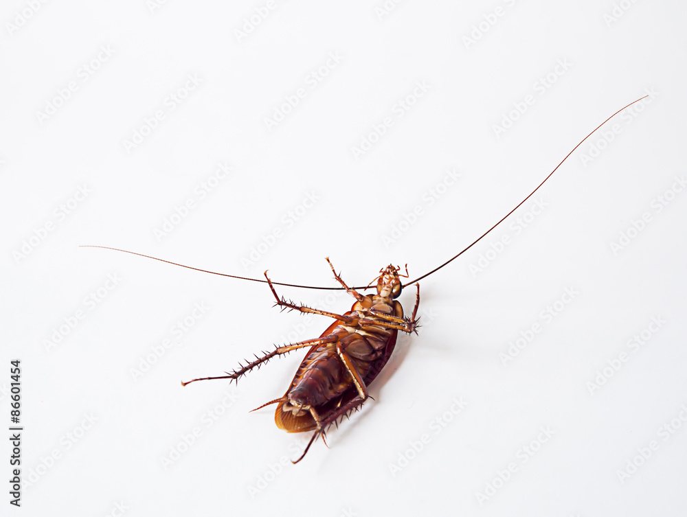 Cockroach supine on a white background.It is not yet dead, but it can not be shifted. Cockroach supine on a white background.It is not yet dead, but it can not be shifted.