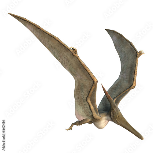 Pteranodon