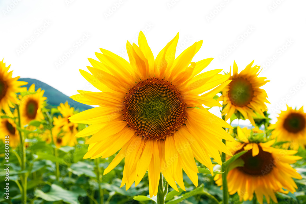 Sunflowers Sunflowers