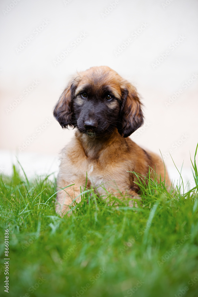 adorable red afghan hound puppy