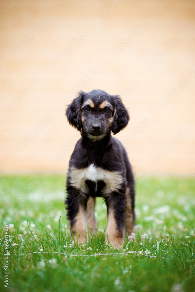 adorable black and tan afghan hound puppy standing on grass adorable black and tan afghan hound puppy standing on grass