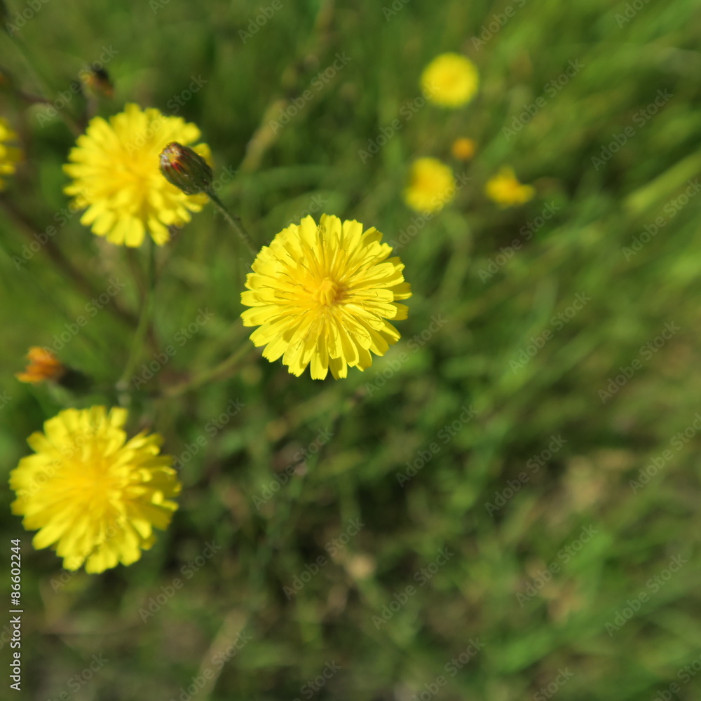 Hypochaeris radicata Hypochaeris radicata
