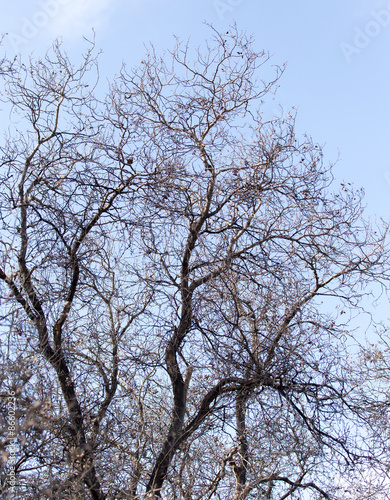 leafless tree branches against the blue sky © schankz
