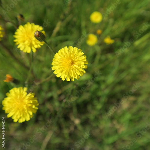 Hypochaeris radicata