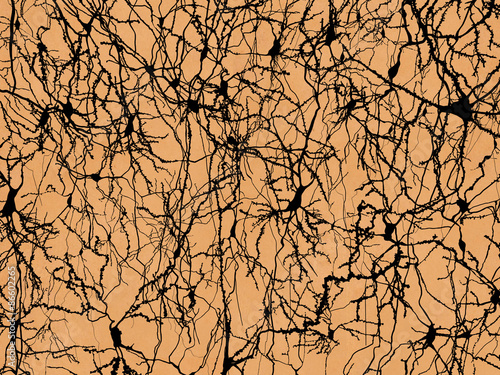 Neuronennetzwerk, im Stil von Ramon y Cajal dargestellt photo