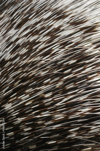 Porcupine needles texture