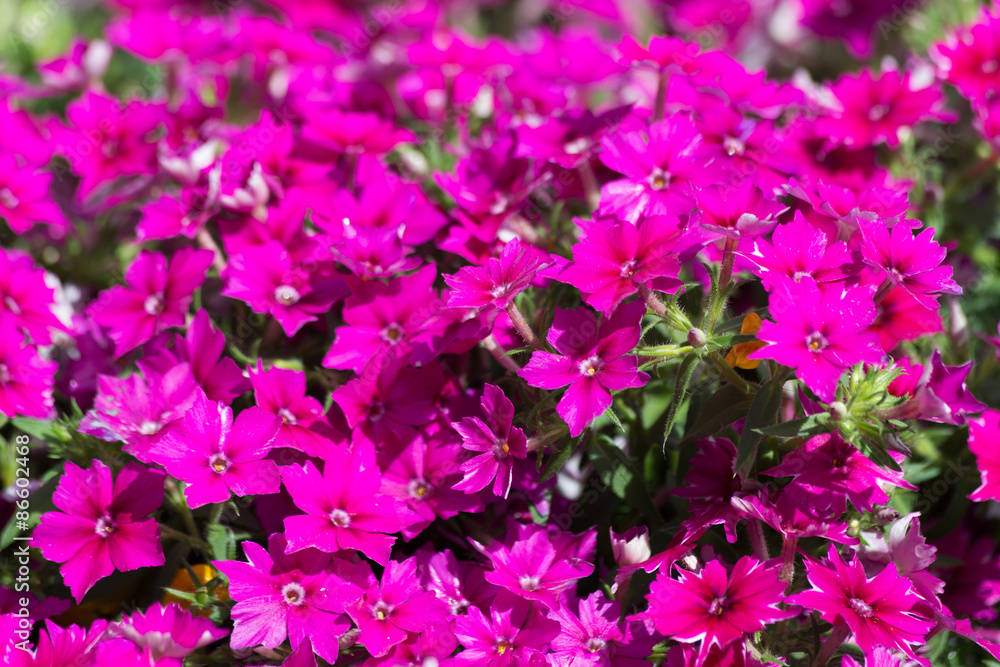 Many small flowers Many small flowers