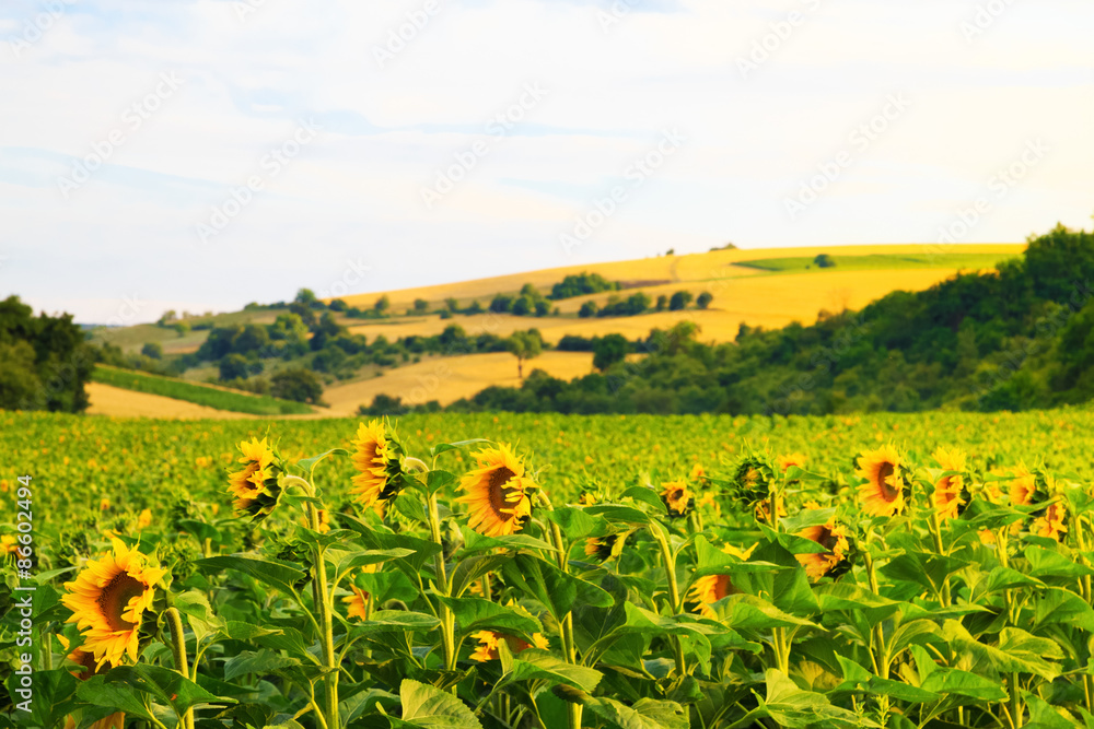 Fototapeta premium Fields with sunflowers and wheat