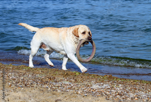 labrador running by the sea