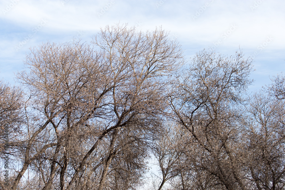 leafless tree branches against the blue sky leafless tree branches against the blue sky