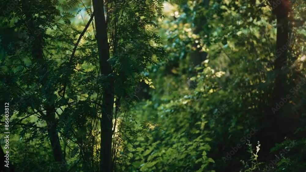 Sunset in a dense forrest where mosquitos are dancing in the warm beams of light and flares of light fill the screen Sunset in a dense forrest where mosquitos are dancing in the warm beams of light and flares of light fill the screen