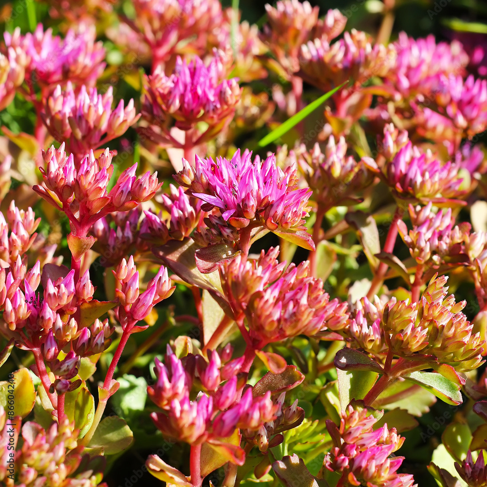 Очиток (седум) ложный "Пурпуреа"- Sedum spurium "Purpurea" Stock-Foto ...