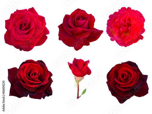 collage of six red roses