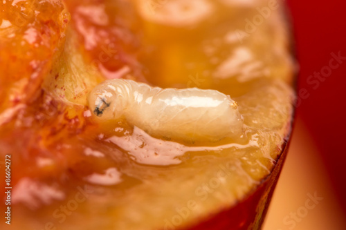 Studio macro shot of a worm eating a cherry
