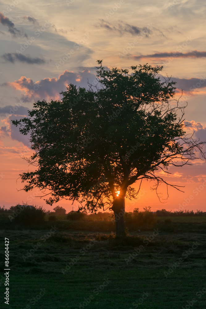 Sunset behind the tree Sunset behind the tree