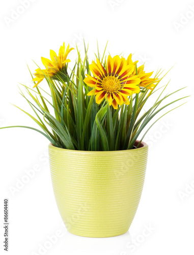 Fototapeta Naklejka Na Ścianę i Meble -  Colorful daisy flowers in flowerpot