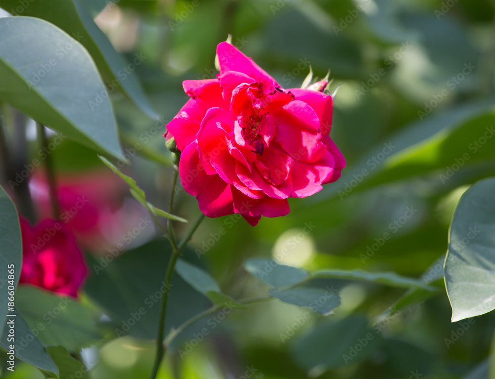 red rose flower in nature