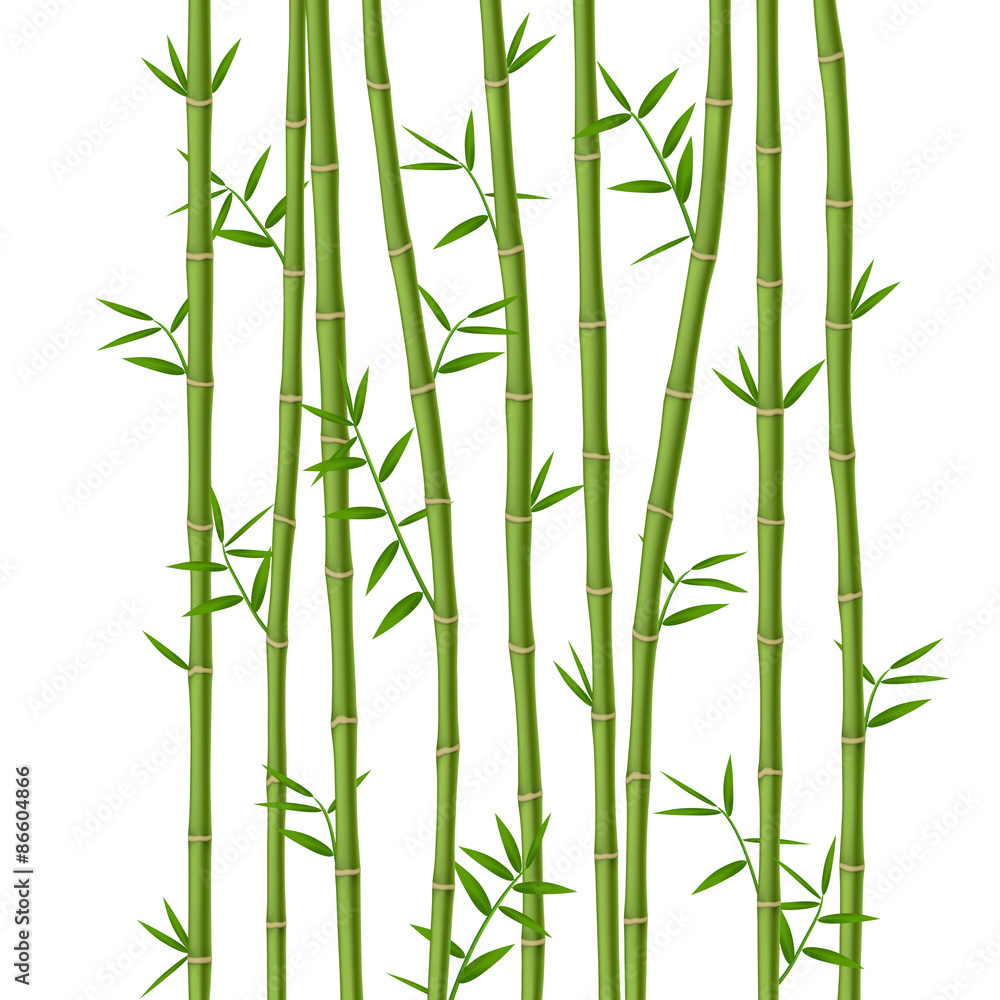 Obraz premium Green bamboo with leaves isolated on white background