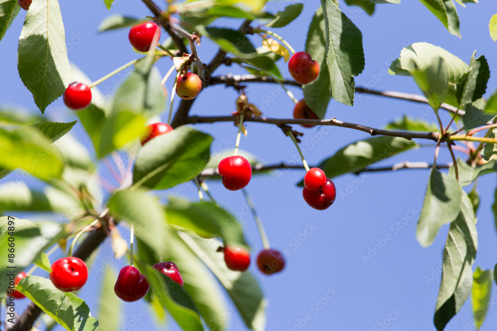 red cherries on the tree in nature