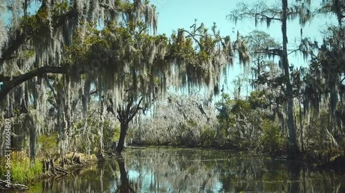 New Orleans, March 2014: A Tilt of a tree covered in spanish moss in the Bayou of New Orleans on a sunny day.
