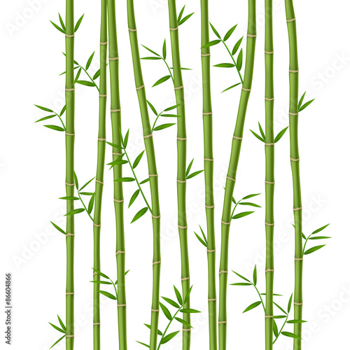 Green bamboo with leaves isolated on white background © Oleksandr Dibrova