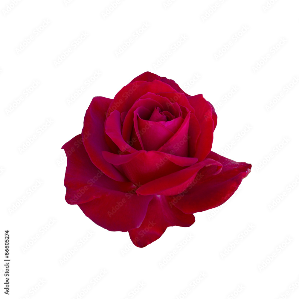 red rose red rose