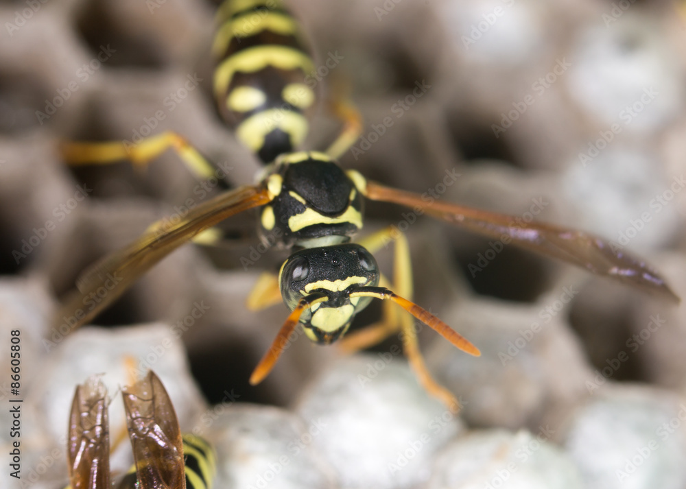 wasp on hives. close wasp on hives. close