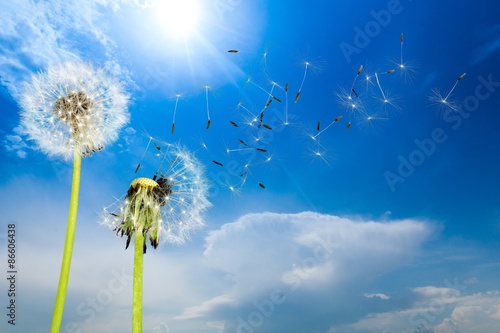 Dandelion  Dandelion Green  Blowing.