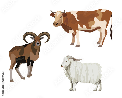 Domestic Animals