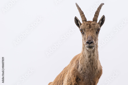 Ibex looking at camera against white cloudy sky