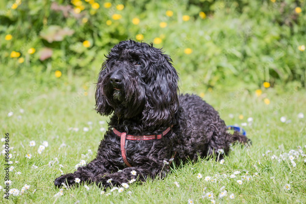 Black Labradoodle Black Labradoodle