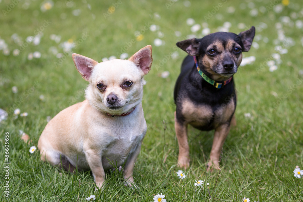 Chihuahua Dogs
