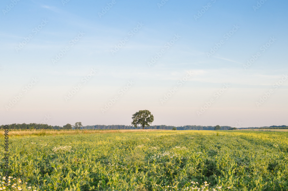 Obraz premium summer landscape with meadow