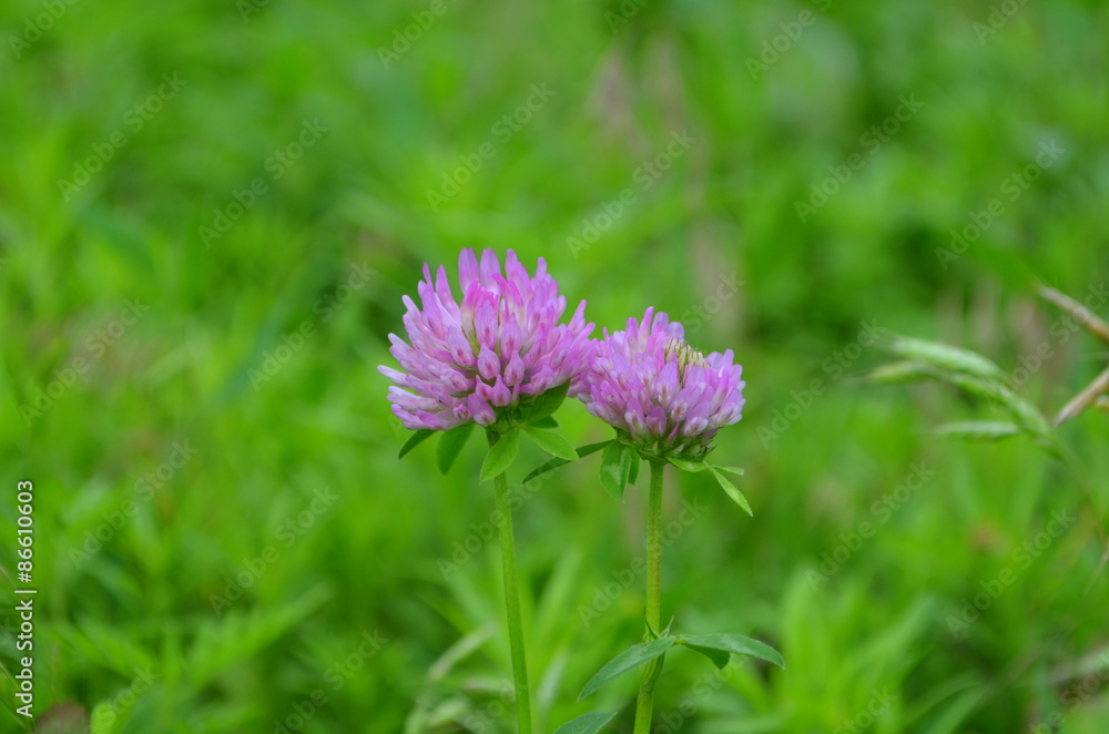 Obraz premium Клевер на фоне зеленой травы