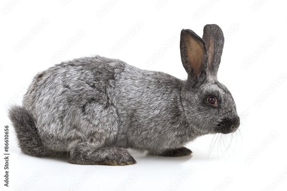 Fototapeta premium rabbit on a white background