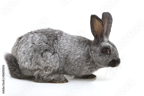 rabbit on a white background