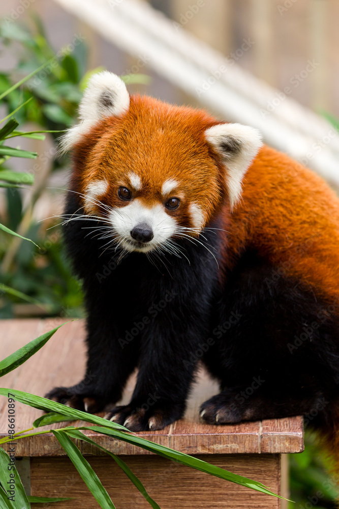 Adorable Red Panda Adorable Red Panda