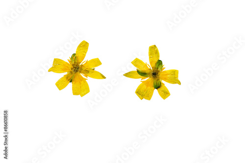 Pressed and Dried bright yellow flower Adonis. Isolated on white