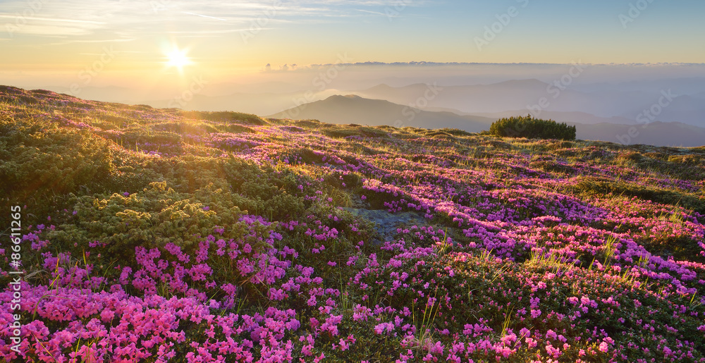 Landscape with mountain flowers at dawn
