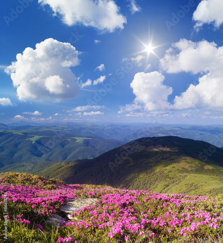 Flowers in the mountains on a sunny day