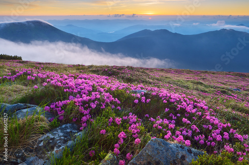 Mountain landscape in the morning. Flowers rhododendron