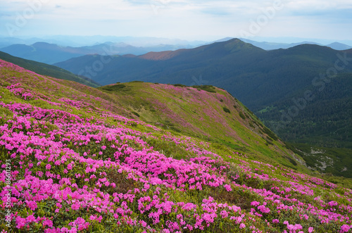 Mountain landscape with rhododendron flowers