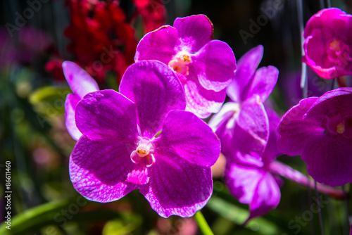 Orchids